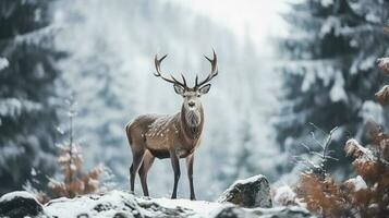 nevoso cervo su neve sfondo con vuoto spazio per testo foto