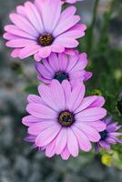 lilla fiori di osteospermum nel estate nel il giardino foto