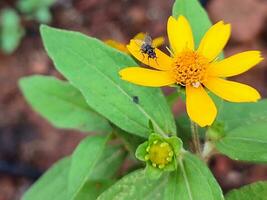 un' giallo aspilia fiore con volare su esso foto