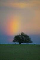 arcobaleno al di sopra di il campo foto