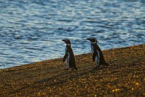 Due pinguini a piedi lungo il spiaggia vicino il acqua foto