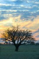 un' albero sta nel il mezzo di un' campo a tramonto foto