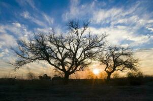 un' albero sta nel il mezzo di un' campo a tramonto foto