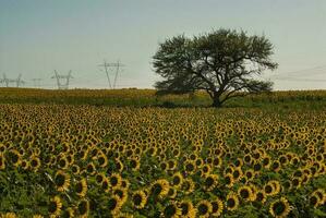 un' solitario albero nel un' campo di girasoli foto