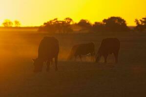 un' mandria di mucche pascolo nel un' campo a tramonto foto