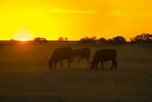 un' mandria di mucche pascolo nel un' campo a tramonto foto