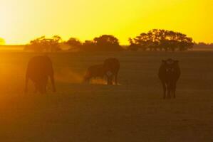 un' mandria di mucche pascolo nel un' campo a tramonto foto