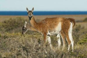 Due llamas in piedi nel il erba vicino il oceano foto