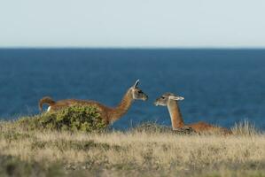 Due animali siamo in piedi nel il erba foto