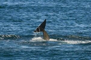 un' balena coda è su nel il oceano foto