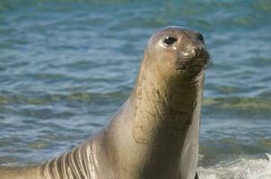 un' foca nel il acqua foto