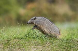 un' piccolo armadillo a piedi attraverso il erba foto