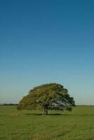 un' solitario albero nel un' campo con un' blu cielo foto