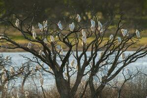 un' gruppo di uccelli seduta su un' albero foto