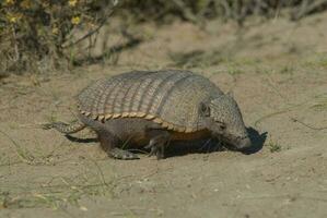 un' piccolo armadillo a piedi attraverso un' sabbioso campo foto