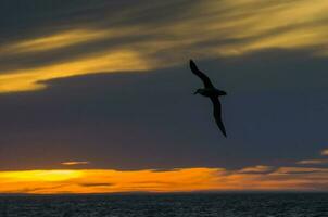 un' uccello volante al di sopra di il oceano a tramonto foto
