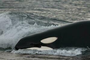 un' grande nero e bianca balena nel il acqua foto