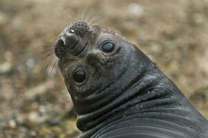 un' foca guardare su a il telecamera foto