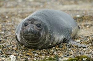 un' foca posa su il spiaggia con suo occhi chiuso foto