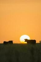 un' mucca in piedi nel un' campo a tramonto foto