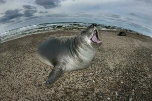 un' foca su un' spiaggia con suo bocca Aperto foto
