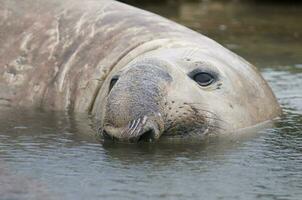 un' grande foca nel il acqua foto