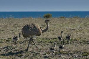 un' uccello con un' lungo collo in piedi nel un' campo foto