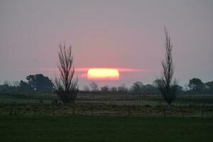 un' solitario albero sta nel il mezzo di un' campo a tramonto foto