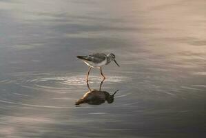 un' uccello in piedi nel il acqua con suo riflessione foto