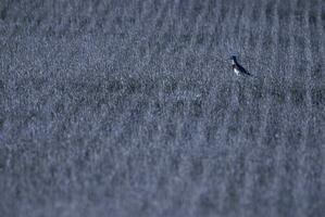un' uccello è in piedi nel un' campo di erba foto