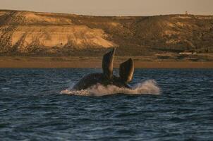 un' gobba balena varco nel il oceano foto