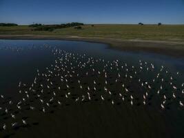 un' gregge di fenicotteri nel un' lago foto