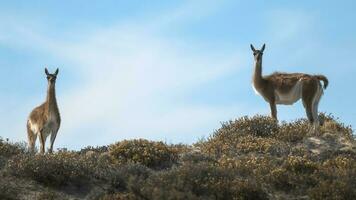 Due llamas In piedi su un' pendio con un' blu cielo nel il sfondo foto