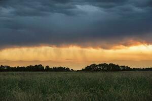 argentino vegetazione pampa Visualizza foto