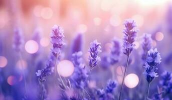 lavanda fiori naturale sfondo foto