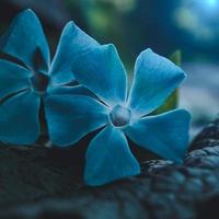 romantica pianta di fiori blu nella stagione primaverile foto