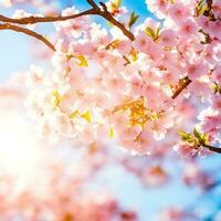 gratuito primavera fiori meravigliosamente fioritura albero ramo giapponese ciliegia sakura e sole con un' naturale colorato sfondo. ai generazioni foto