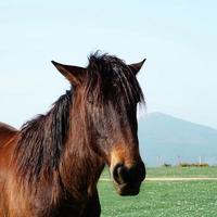 bellissimo ritratto di cavallo marrone nel prato foto
