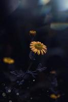 romantico fiore giallo nella stagione primaverile foto