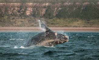 grande balena nel il acqua foto