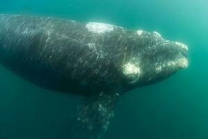 elefante foca nel chabut, patagonia foto