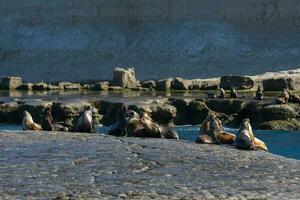 foche nel patagonia foto