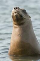 foca nel patagonia foto