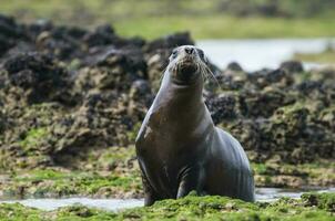 foca nel patagonia foto