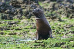 foca nel patagonia foto