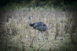 maggiore rhea uccello nel pampa, argentina foto