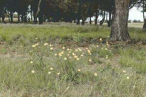 fiore campo nel pampa, argentina foto