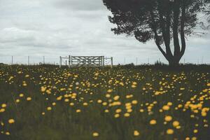 fiore campo nel pampa, argentina foto