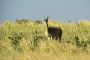 guanaco animale nel il selvaggio, pampa, argentina foto