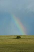 arcobaleno al di sopra di un' albero foto